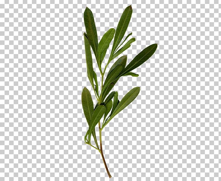 Leaf Petal Tree Plant Collecting PNG, Clipart, Encapsulated Postscript, Flower, Grass, Green, Green Green Free PNG Download