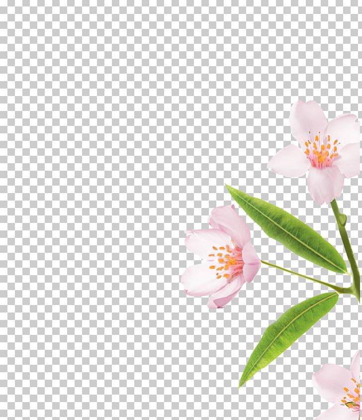 Moth Orchids Cherry Blossom Petal Pink M PNG, Clipart, Blossom, Branch, Cherry, Cherry Blossom, Flower Free PNG Download