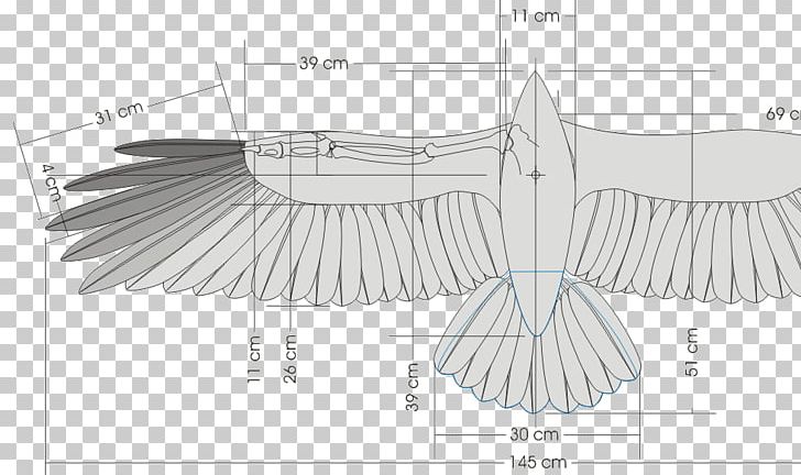 Bird Wing Glider Dihedral Flight PNG, Clipart, Air Sports, Angle, Animals, Artwork, Bird Free PNG Download