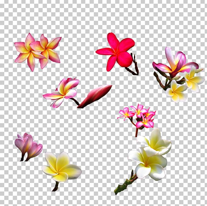 Flower Plumeria Alba Euclidean Computer File PNG, Clipart, Adobe Illustrator, Bud, Cut Flowers, Download, Encapsulated Postscript Free PNG Download