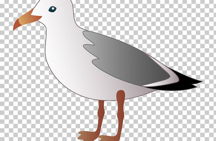 Gulls Bird PNG, Clipart, Beak, Bird, Cartoon, Charadriiformes, Computer Free PNG Download