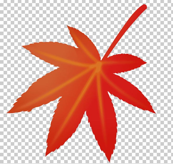 Maple Leaf Petal PNG, Clipart, Leaf, Maple, Maple Leaf, Mp3, Petal Free PNG Download