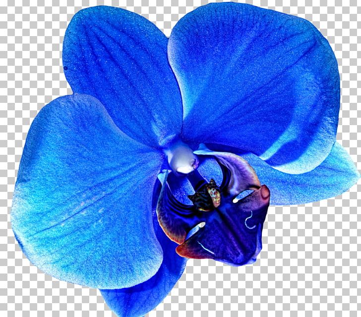 Orchids Blue Flower PNG, Clipart, Blue, Blue Flower, Clip Art, Cobalt Blue, Color Free PNG Download