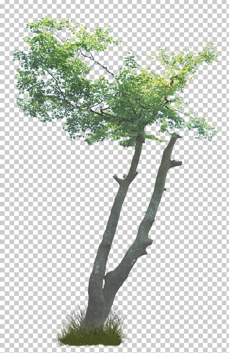 What Are Trees? Shrub Branch Plant PNG, Clipart, Branch, Branch Plant, Desktop Wallpaper, Deviantart, Houseplant Free PNG Download