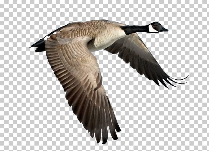 Canada Goose Bird Duck PNG, Clipart, Animals, Anseriformes, Beak, Bird, Bird Migration Free PNG Download