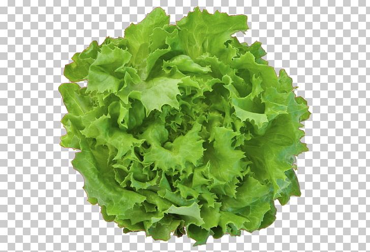 Lettuce Graphics Stock Photography Illustration PNG, Clipart, Endive, Food, Greens, Herb, Leaf Vegetable Free PNG Download