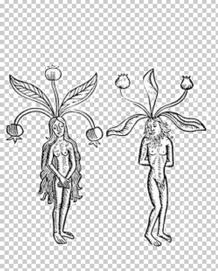 Plant Mandragora Root Ethnobotany Magic PNG, Clipart, Arm, Art, Artwork, Black, Black And White Free PNG Download