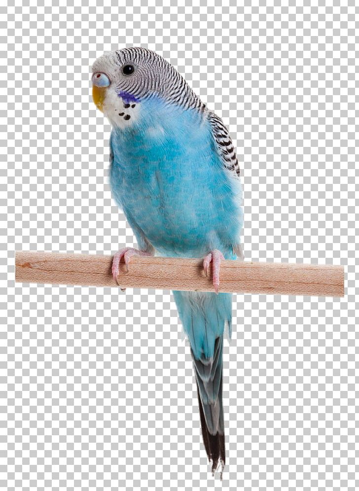 Budgerigar Parrot Lovebird Cockatiel PNG, Clipart, Animal, Animals, Beak, Bird, Bird Supply Free PNG Download