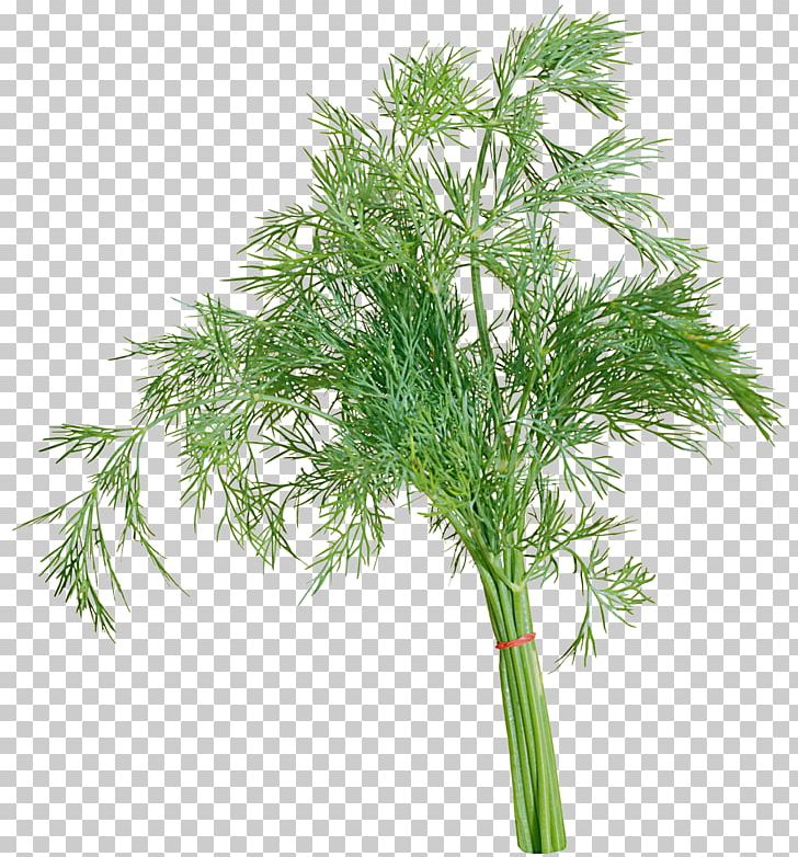 Dill Parsley Herb Raster Graphics PNG, Clipart, Apiaceae, Bok Choy, Clip Art, Digital Image, Dill Free PNG Download