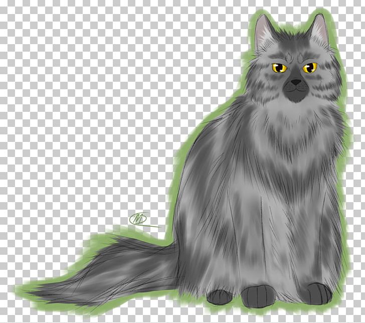 Maine Coon Nebelung Norwegian Forest Cat Whiskers Asian Semi