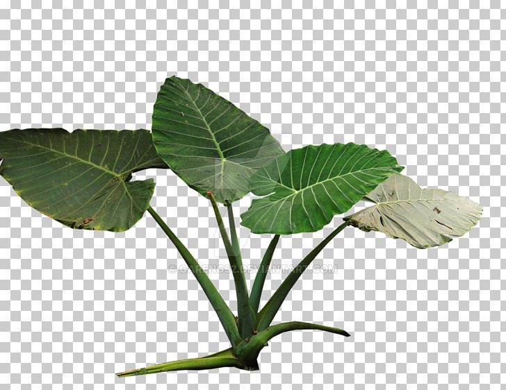Plant Colocasia Gigantea Tropical Rainforest Tropics PNG, Clipart, Botany, Colocasia Gigantea, Food Drinks, Forest, Herb Free PNG Download