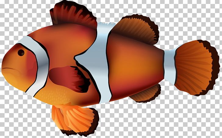 Clownfish Sea Anemone Png Clipart Animals Clip Art Clownfish Desktop Wallpaper Fish Free Png Download