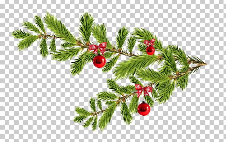 Portable Network Graphics Spruce Fir PNG, Clipart, Aquifoliaceae, Aquifoliales, Blog, Branch, Christmas Decoration Free PNG Download