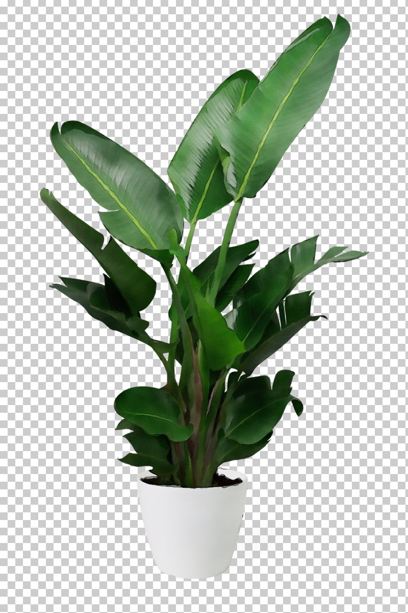 Banana Leaf PNG, Clipart, Alismatales, Anthurium, Arrowroot Family, Arum Family, Banana Family Free PNG Download