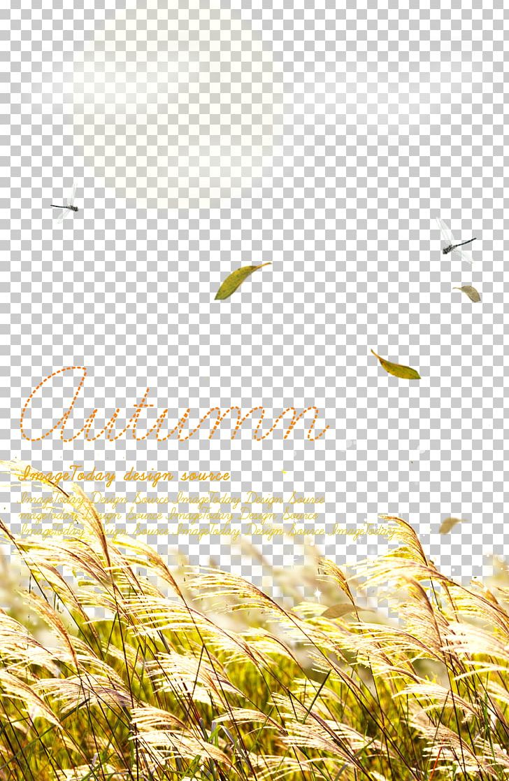 Template Computer Wallpaper Grass PNG, Clipart, Autumn, Background, Background Material, Beautiful, Commodity Free PNG Download