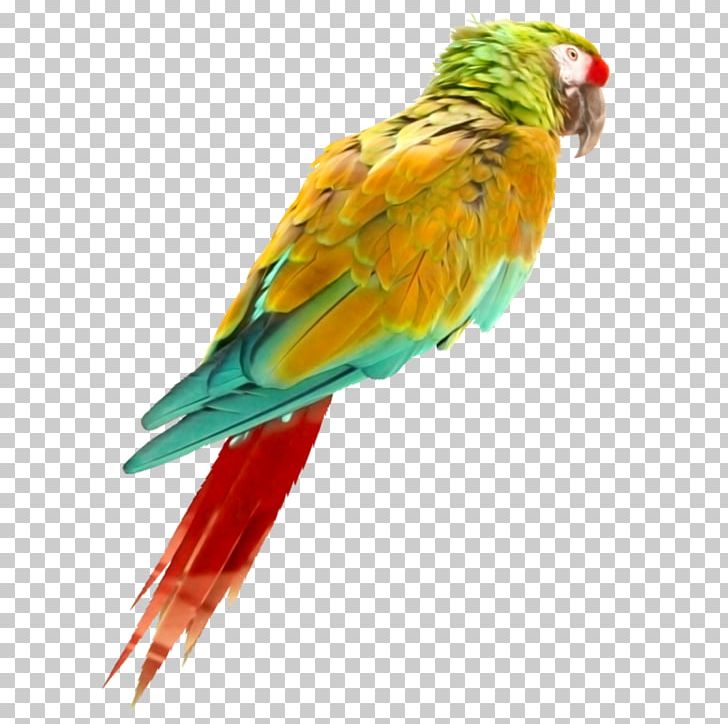 Bird Parrot Oropendola Perroquet PNG, Clipart, Animals, Beak, Bird, Bullfinch, Common Pet Parakeet Free PNG Download