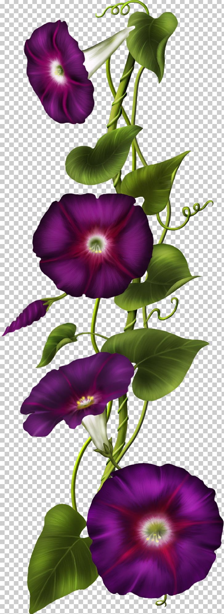 Morning Glory PNG, Clipart, Annual Plant, Bellflower Family, Download, Encapsulated Postscript, Flora Free PNG Download