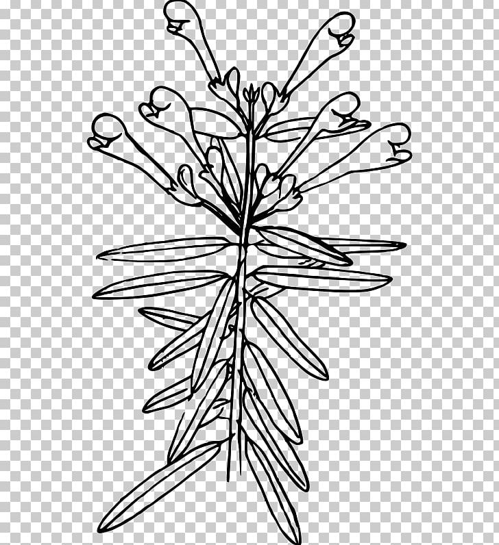 Angle Web Design Leaf PNG, Clipart, Angle, Branch, Coloring Book, Coloring Page, Colour Free PNG Download