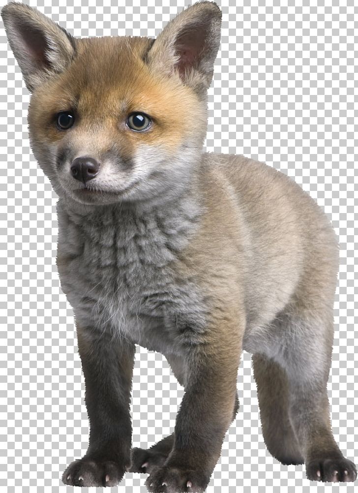 Red Fox Arctic Fox Puppy Photography PNG, Clipart, Animal, Animals, Arctic Fox, Carnivoran, Cushion Free PNG Download