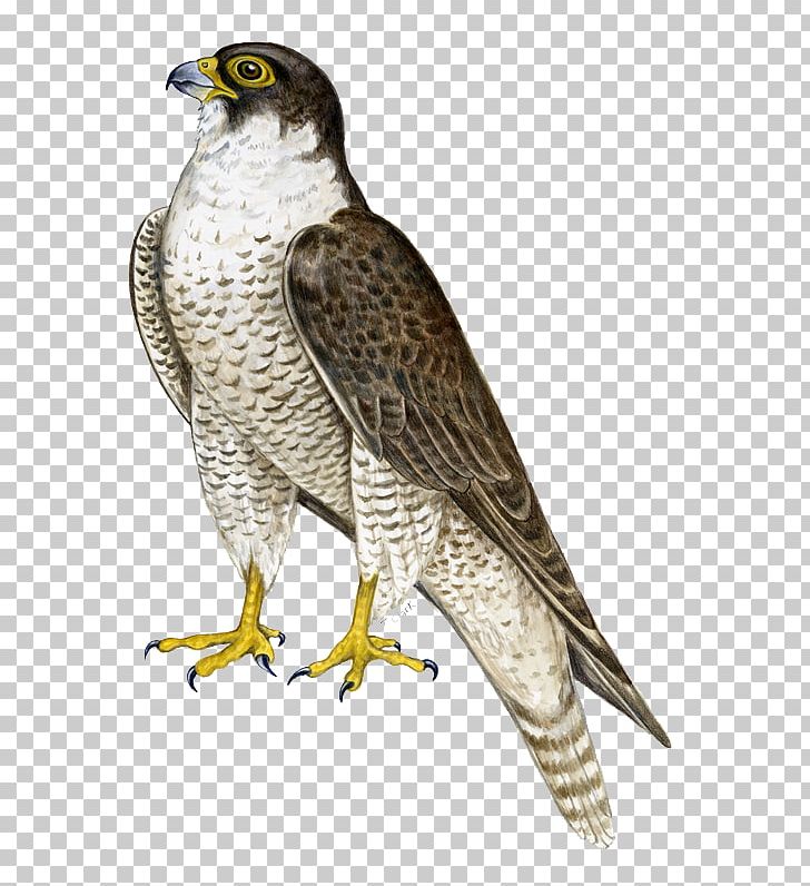 Bird Hawk Falcon Flight PNG, Clipart, Beak, Bird, Bird Material, Bird Of Prey, Buzzard Free PNG Download