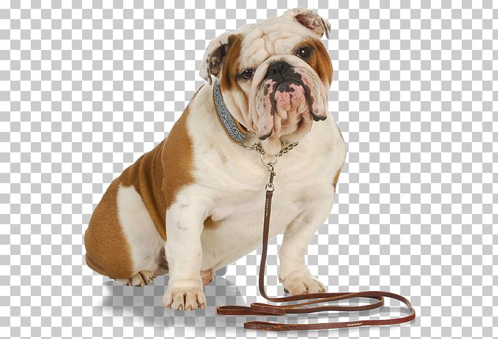 Pet Sitting Dog Walking Leash PNG, Clipart, Animals, British, Bulldog, Carnivoran, Companion Dog Free PNG Download