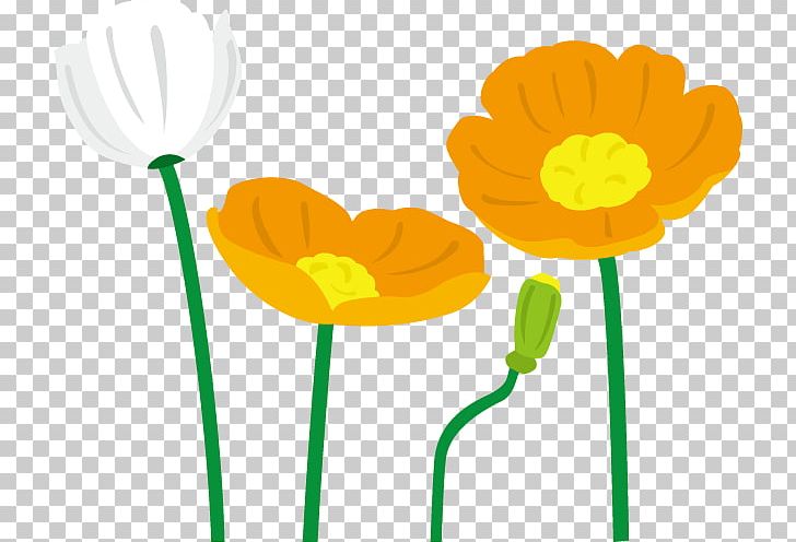 Petal Common Poppy PNG, Clipart, Color, Common Poppy, Flora, Flower, Flower Illust Free PNG Download
