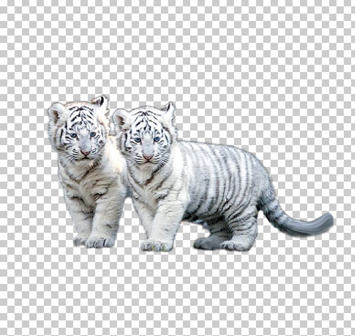 The White Tiger Siberian Tiger PNG, Clipart, Animal, Animals, Background White, Big Cats, Black White Free PNG Download