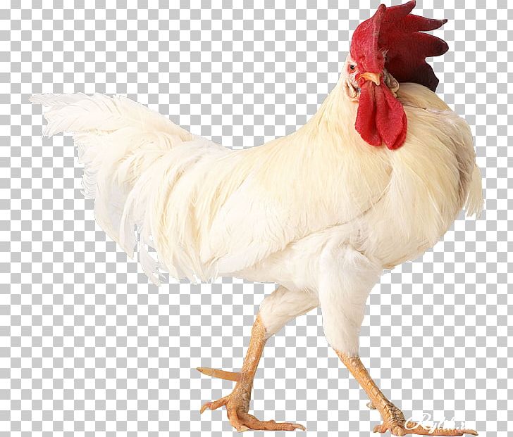 Chicken Rooster Erde-Hahn Egg Chinese Zodiac PNG, Clipart, Animals, Beak, Bird, Chicken, Chicken Egg Free PNG Download
