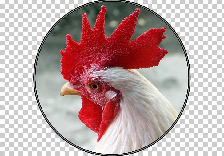 Rooster Chicken Poultry Farming Bantam PNG, Clipart, Advertising, Agriculture, Animals, Bantam, Beak Free PNG Download