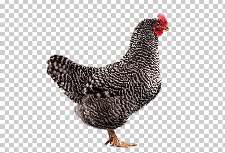 Rooster Plymouth Rock Chicken Leghorn Chicken Sussex Chicken ISA Brown PNG, Clipart, Beak, Bird, Breed, Chicken, Chicken Coop Free PNG Download