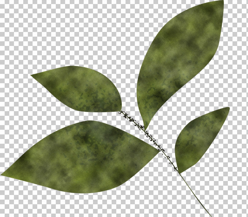 Olive Leaf PNG, Clipart, Biology, Branch, Caterpillar, Leaf, Microsoft Azure Free PNG Download