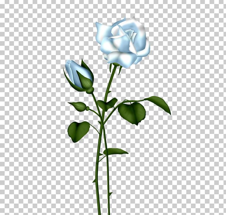 Blue Rose PNG, Clipart, Blue, Blue Flower, Blue Rose, Blue Rose Cliparts, Branch Free PNG Download