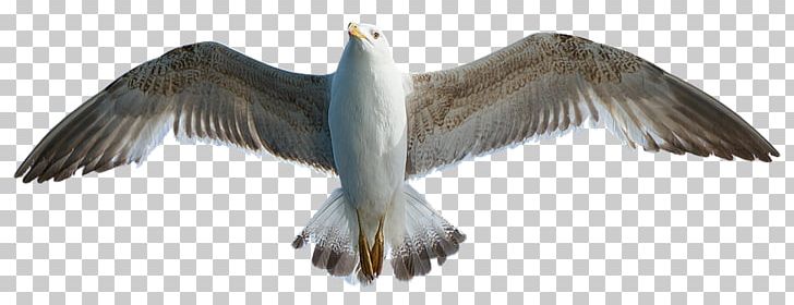 European Herring Gull Gulls Bird Photography PNG, Clipart, Animal Figure, Beak, Bird, Digital Image, Eagle Free PNG Download