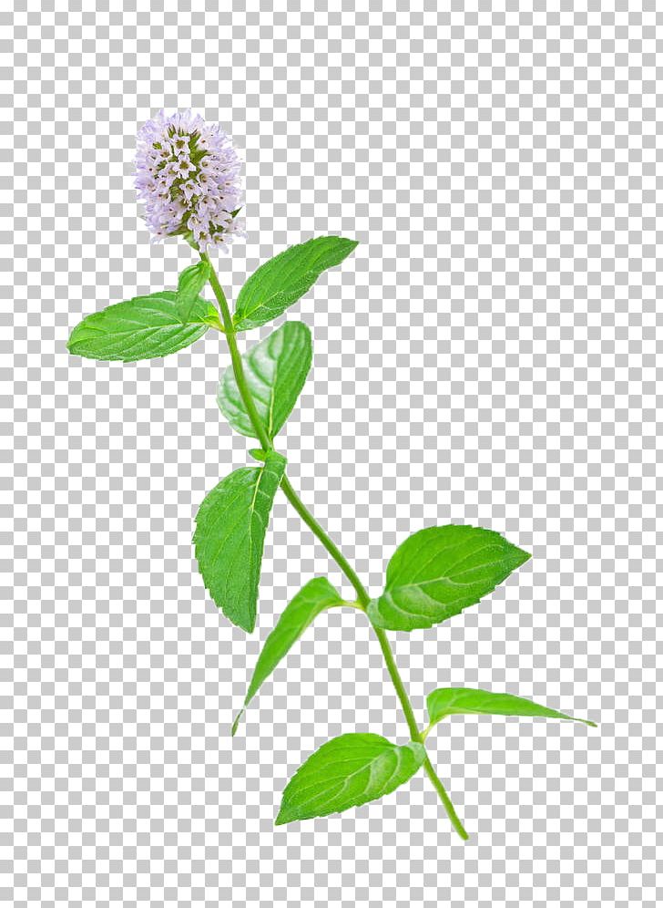 Mentha Spicata Flower Stock Photography Water Mint Leaf PNG, Clipart, Branch, Breath, Chocolate, Flora, Flowers Free PNG Download