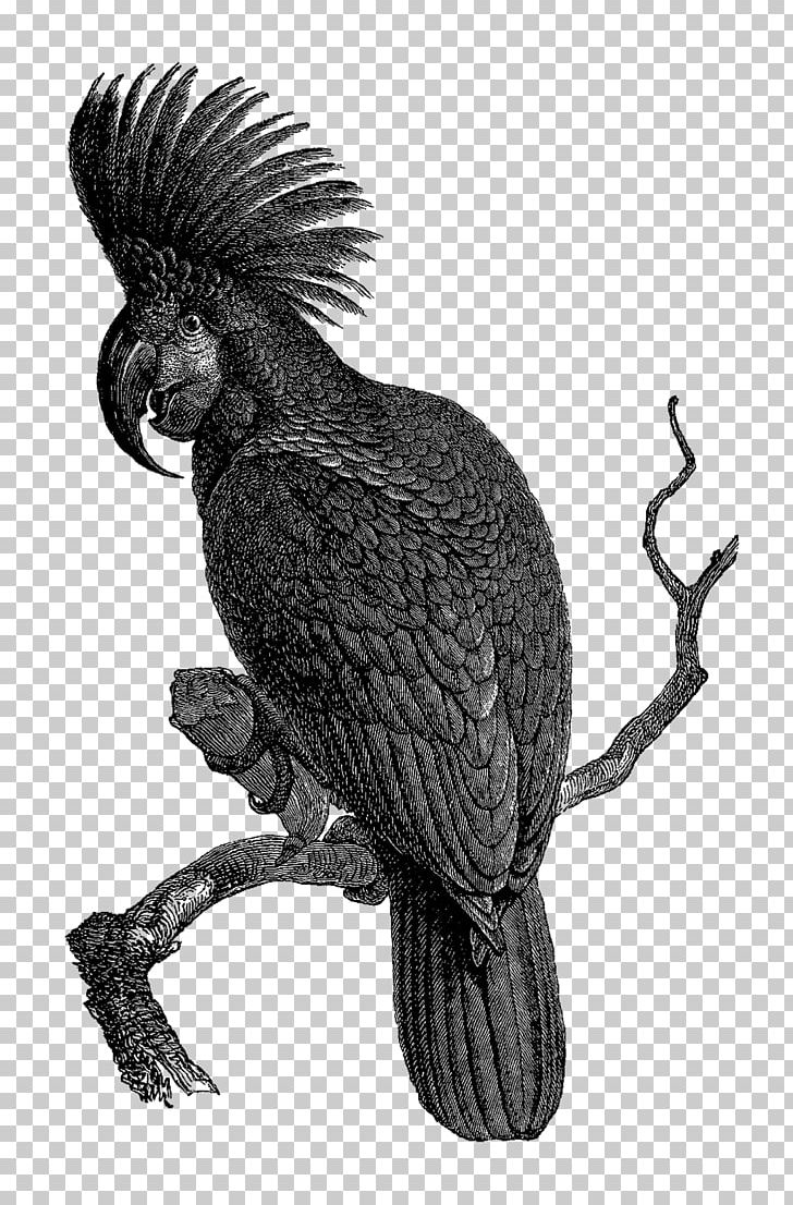 Bird Cockatoo Black And White PNG, Clipart, Animals, Art, Beak, Bird, Bird Of Prey Free PNG Download