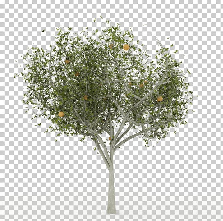 English Oak 3D Computer Graphics Tree 3D Modeling PNG, Clipart, 3d Computer Graphics, 3d Modeling, Animation, Autodesk 3ds Max, Branch Free PNG Download
