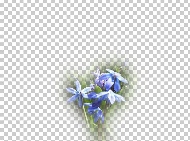 Petal Desktop Blue Cut Flowers Rosaceae PNG, Clipart, Blue, Closeup, Closeup, Computer, Computer Wallpaper Free PNG Download