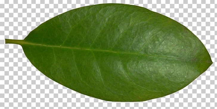 Plant Leaf PNG, Clipart, Leaf, Nature, Plant Free PNG Download