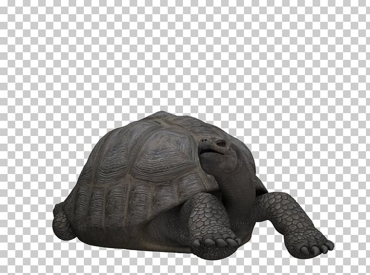 Tortoise Loggerhead Sea Turtle Reptile PNG, Clipart, Animal, Animals, Carapace, Download, Giant Tortoise Free PNG Download