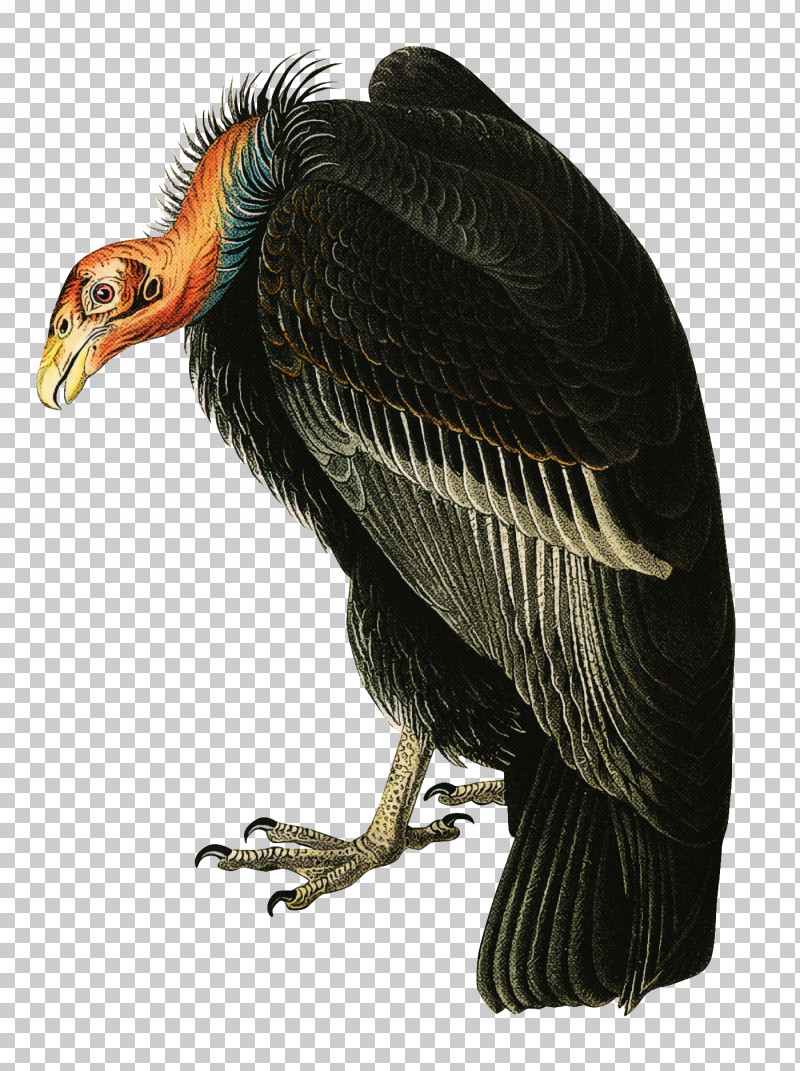 Bird Vulture Beak Condor California Condor PNG, Clipart, Andean Condor, Beak, Bird, Bird Of Prey, California Condor Free PNG Download