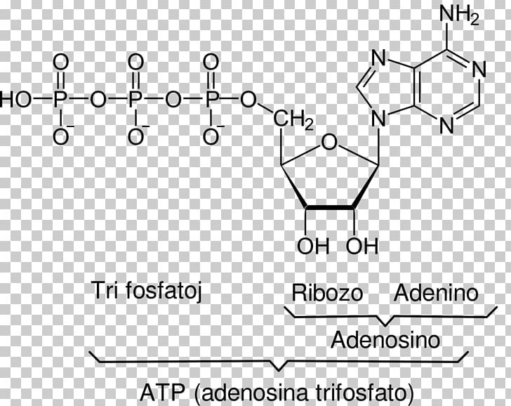 Coenzyme A Adenosine Triphosphate Cell Acetyl-CoA Ribose PNG, Clipart, Adenine, Adenosine, Adenosine Diphosphate, Angle, Auto Part Free PNG Download