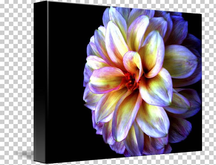 Dahlia Light Gallery Wrap Floristry Canvas PNG, Clipart, Art, Canvas, Dahlia, Daisy Family, Darkness Free PNG Download