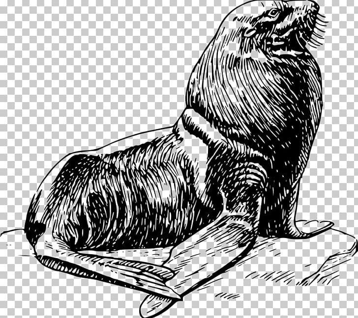 Earless Seal Harp Seal PNG, Clipart, Baby Seals, Beak, Big Cats, Bird, Carnivoran Free PNG Download