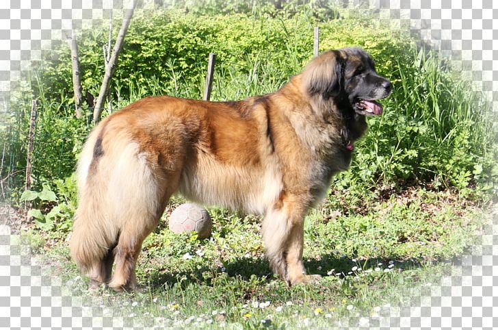 Estrela Mountain Dog Leonberger King Shepherd Caucasian Shepherd Dog Sarplaninac PNG, Clipart, 2017, Breed, Carnivoran, Caucasian Shepherd Dog, Dog Free PNG Download