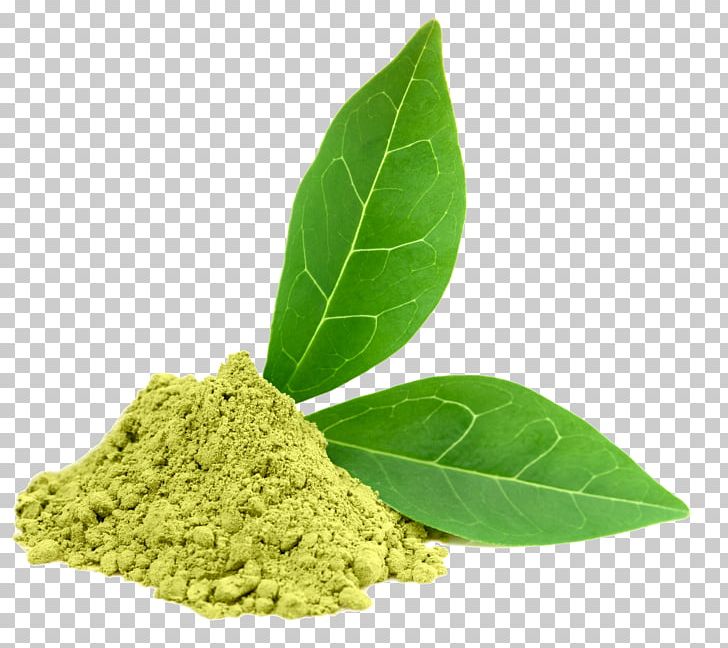 Green Tea Dietary Supplement Oolong Camellia Sinensis PNG, Clipart, Antioxidant, Black Tea, Camellia Sinensis, Catechin, Dietary Supplement Free PNG Download