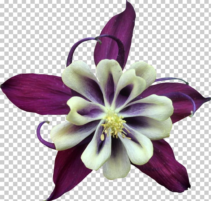 Purple Cut Flowers PNG, Clipart, Art, Color, Columbine, Cream, Cut Flowers Free PNG Download