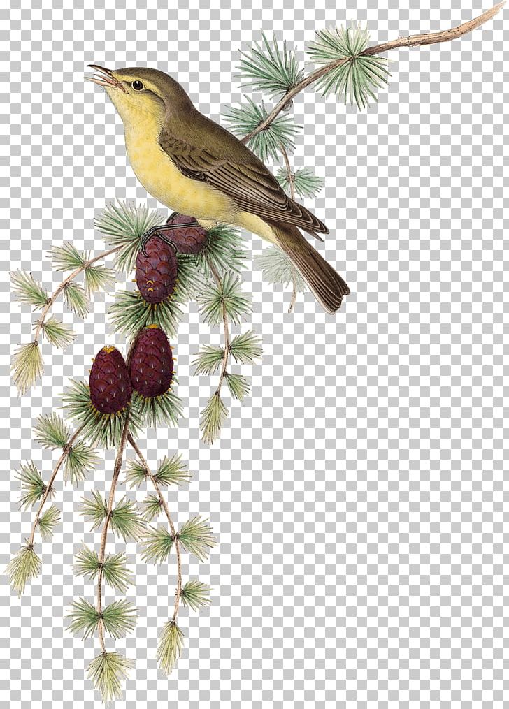 Bird Common Nightingale Melodious Warbler Ficedula PNG, Clipart, Animals, Beak, Bird, Branch, Bundle Branches Free PNG Download