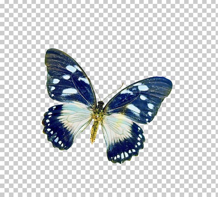 Butterfly Poetry Insect PNG, Clipart, Animal, Blue, Blue Butterfly, Brush Footed Butterfly, Bug Free PNG Download