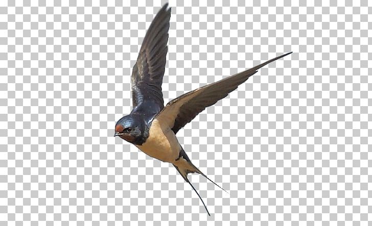 Edible Bird's Nest Bahama Swallow Barn Swallow PNG, Clipart, Bahama Swallow, Barn Swallow Free PNG Download