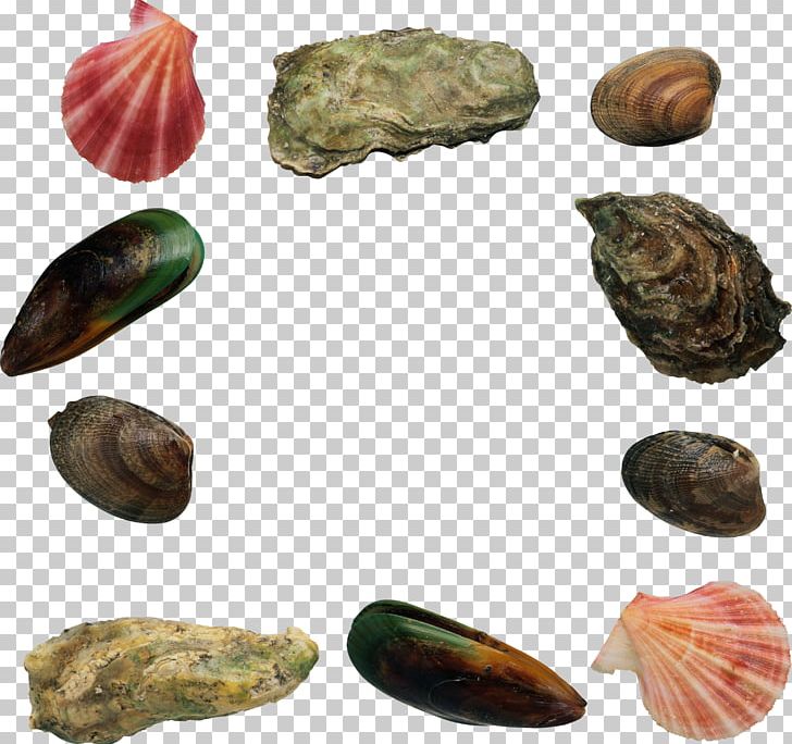 Mussel Seafood Scallop PNG, Clipart, Clam, Clams Oysters Mussels And Scallops, Conch, Download, Food Free PNG Download